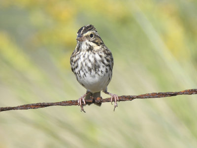 savannah sparrow BRD2144.JPG