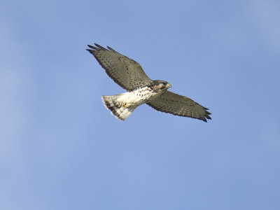 broad-winged hawk BRD2189.JPG