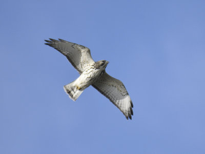 broad-winged hawk BRD2184.JPG