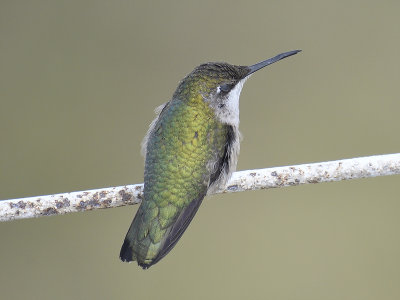 ruby-throated hummingbird BRD2496.JPG