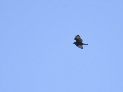 broad-winged hawk dark BRD2540.JPG