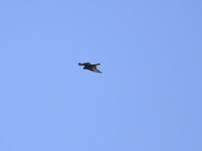 broad-winged hawk dark BRD2548.JPG