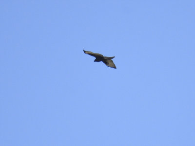 broad-winged hawk dark BRD2556.JPG