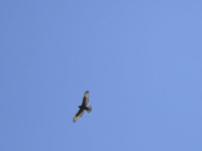 broad-winged hawk dark BRD2571.JPG