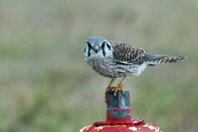 3F8A0252a American Kestrel.jpg