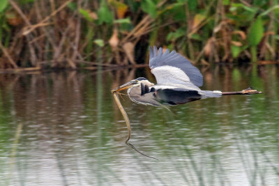 3F8A8263b Great Blue Heron.jpg