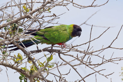 3F8A6054b Nanday Parakeet.jpg