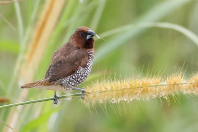 3F8A8631b Scaly-breasted Munia.jpg