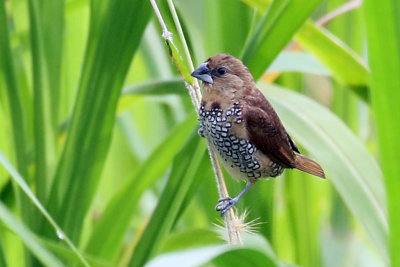 3F8A8645b Scaly-breasted Munia.jpg