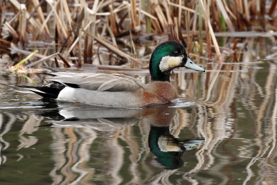 IMG_0739a Mallard X American Wigeon.jpg