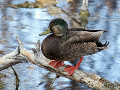 IMG_4070 Mallard x Mexican Duck.jpg