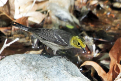 IMG_1820b Hermit x Townsend's Warbler.jpg