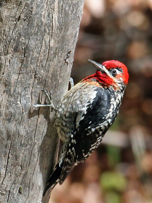 IMG_2171 Red-naped x Red-breasted Sapsucker.jpg