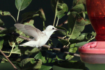 IMG_0013a Ruby-throated Hummingbird.jpg