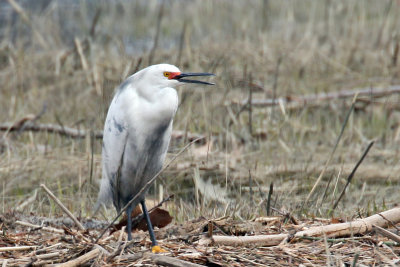 3F8A8802a Hybrid Egret.jpg