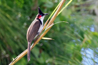 3F8A5860a Red-whiskered Bulbul.jpg