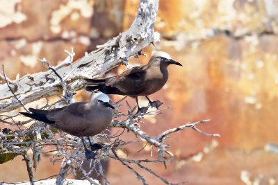 3F8A6636a Brown Noddy.jpg