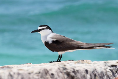 3F8A6689a Bridled Tern.jpg