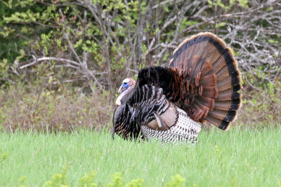 3F8A5182a Wild Turkey.jpg