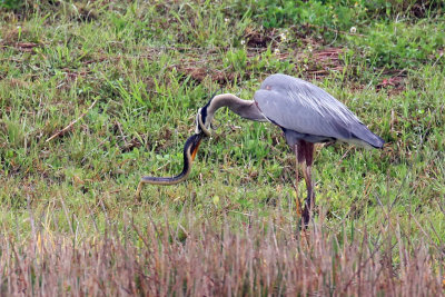 3F8A8230 Great Blue Heron.jpg