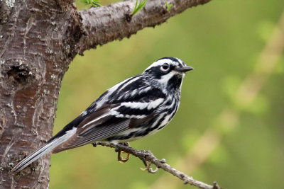 3F8A3351b Black and White Warbler.jpg