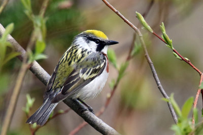 3F8A4730b Chestnut-sided Warbler.jpg