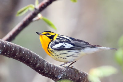 3F8A4490b Blackburnian Warbler.jpg