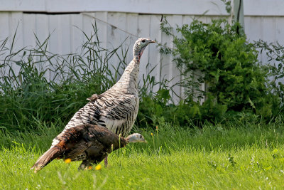 3F8A3456pb Wild Turkey.jpg