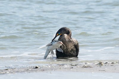 3F8A1603a Cormorant.jpg