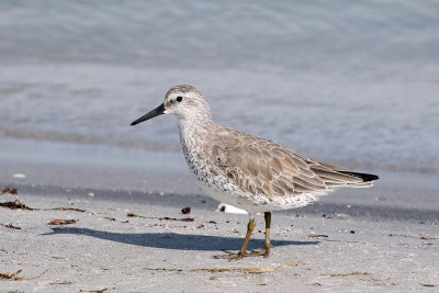 3F8A1680a Red Knot.jpg