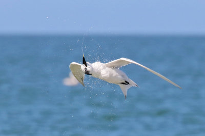 3F8A2830a Sandwich Tern.jpg