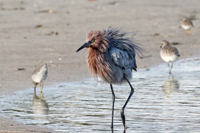 3F8A6515a Reddish Egret.jpg