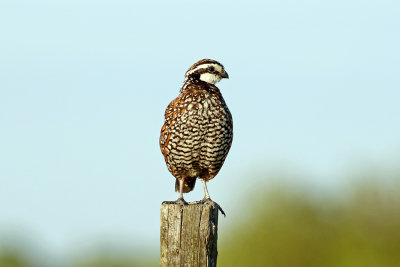 3F8A0029a Northern Bobwhite.jpg