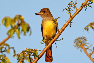 3F8A9778a Great Crested Flycatcher.jpg