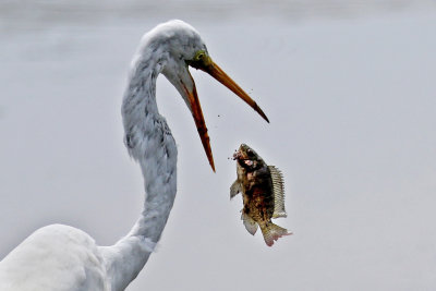 3F8A6949a Great Egret.jpg