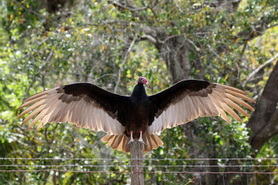 100 Turkey Vulture.jpg