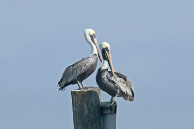 3F8A1541a Brown Pelican.jpg