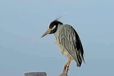 3F8A9798a Yellow-crowned Night Heron.jpg