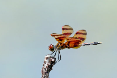 3F8A6603 Halloween Pennant.jpg