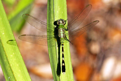 IMG_7607 Great Pondhawk.jpg