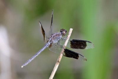 3F8A8976 Band Winged Dragonfly.jpg