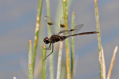 3F8A7386 Four Spotted pennant.jpg