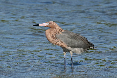 3F8A2882 Reddish Egret.jpg