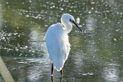 3F8A9600 Reddish Egret.jpg