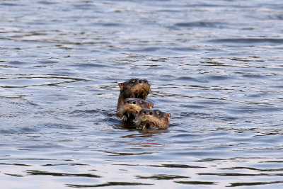 3F8A5127 River Otters.jpg