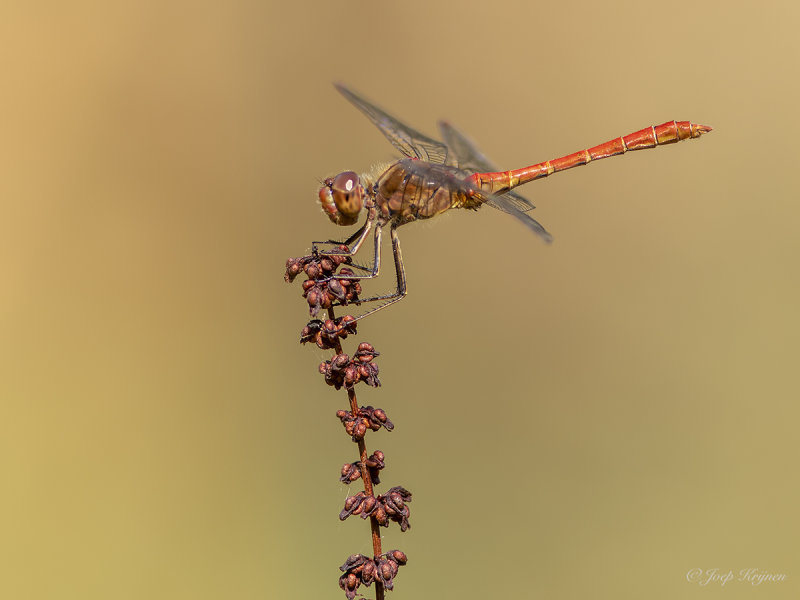 Zuidelijke heidelibel/Sympetrum meridionale ♂