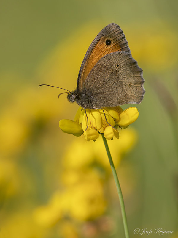 Oranje zandoogje/Pyronia tithonus