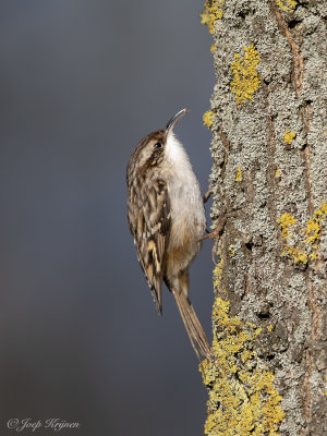 Boomkruiper/Short-toed treecreeper