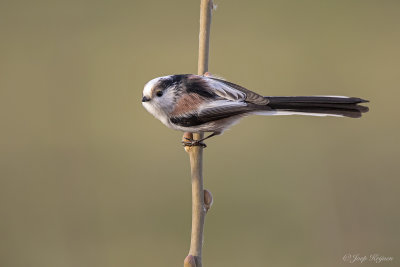 Staartmees/Long-tailed tit