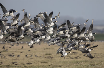 Brandgans/Barnacle goose